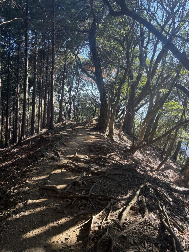 緩やかな登山道