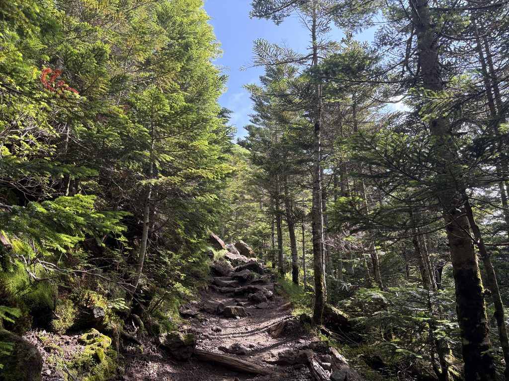 北横岳登山道の様子